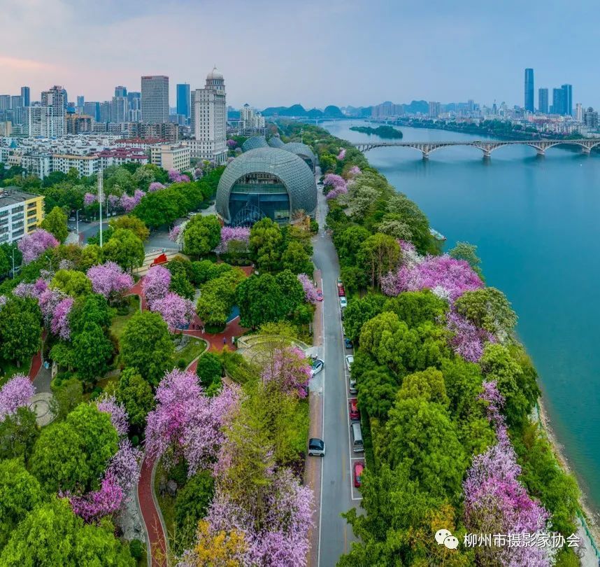 柳州紫荆花宣传图片图片