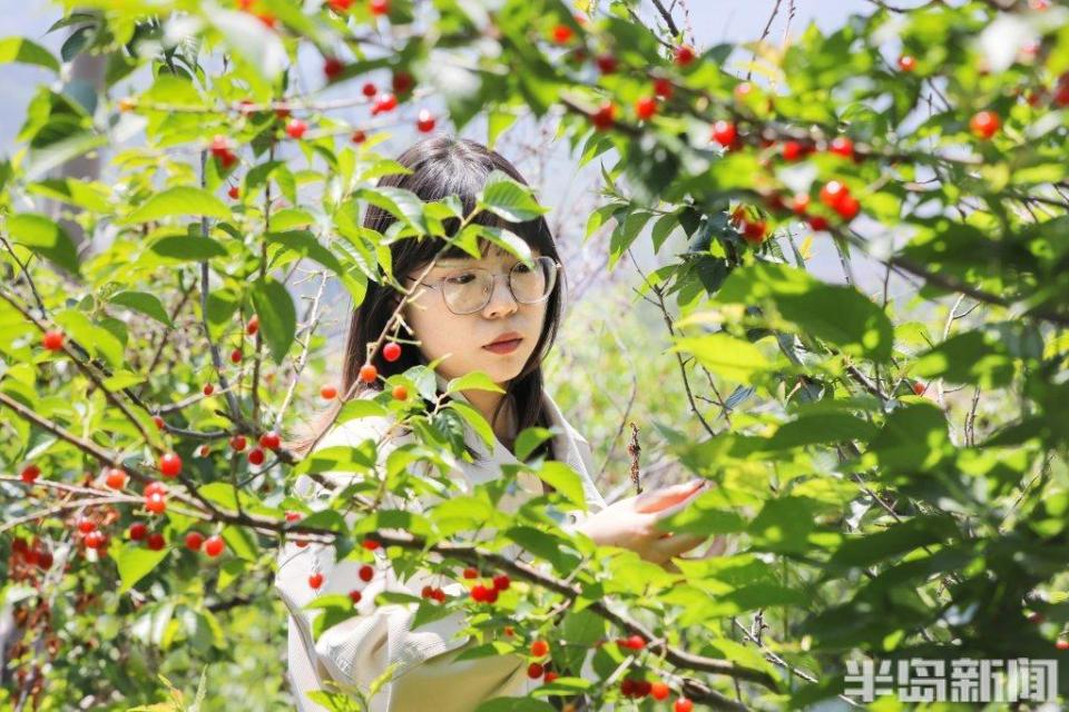 甜美樱桃,开怀畅吃