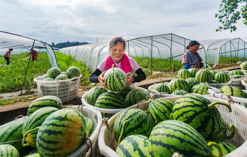 江西永新:西瓜喜丰收_腾讯新闻