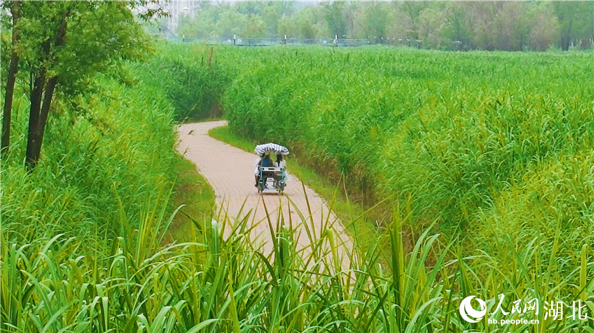 芦苇种植武汉图片