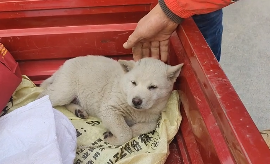 膽小還敢咬主人的小土狗卻有人願意花1000買它網友只因它是虎頭貓耳