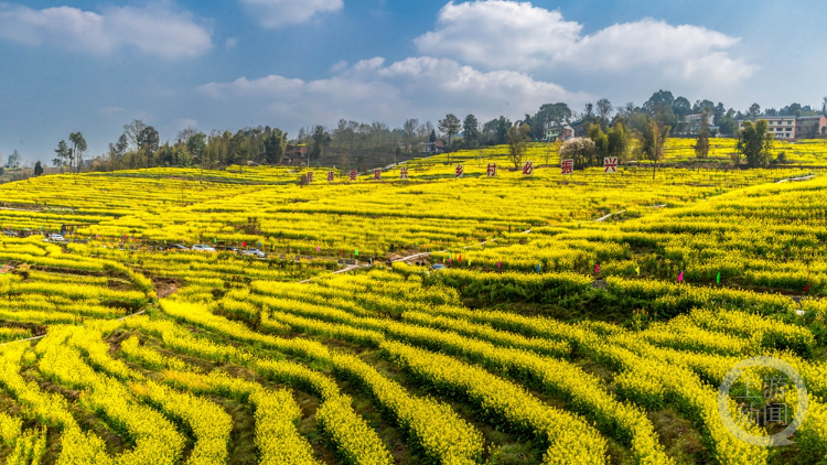 重庆南川以花为媒助力乡村振兴