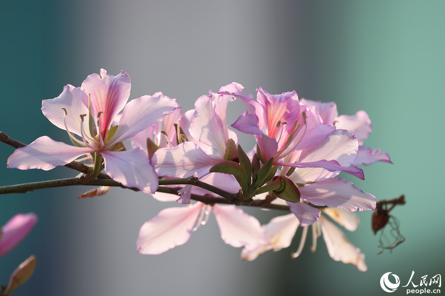 厦门:宫粉羊蹄甲花开 蜂蝶秀鸟翩翩来_腾讯新闻