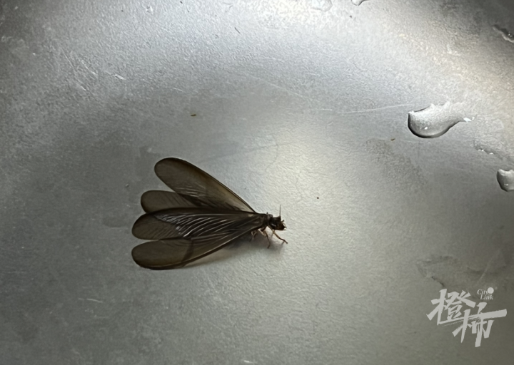 注意气温高了它们也要来了这两种白蚁进入分飞期看到成群出现莫慌