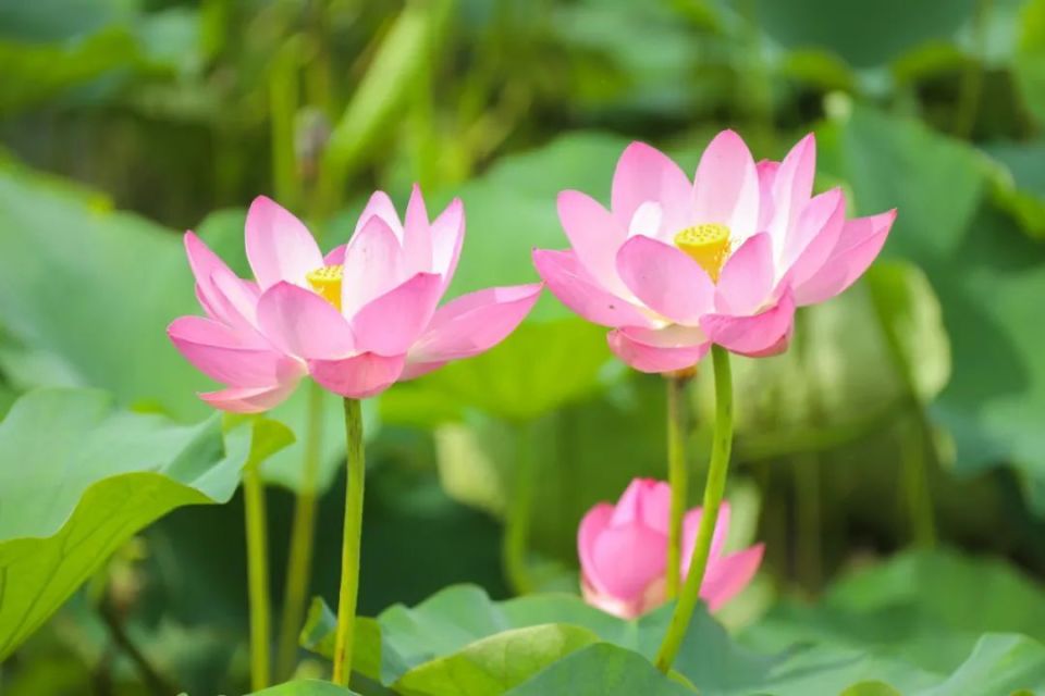 清风夏荷哪里有?金汇限定美景正在加载中