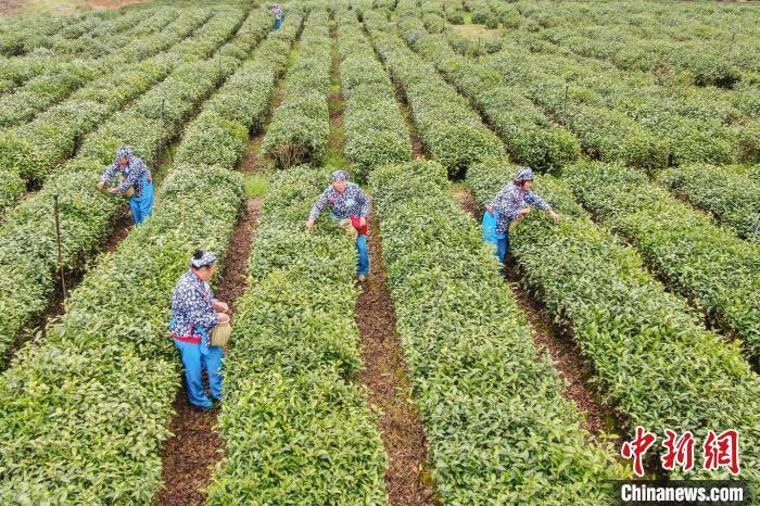 满园碧绿茶飘香 "中国名茶之乡"江西修水"明前茶"采摘忙_腾讯新闻