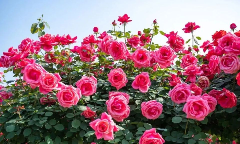 美极了!乘地铁寻找月季花海