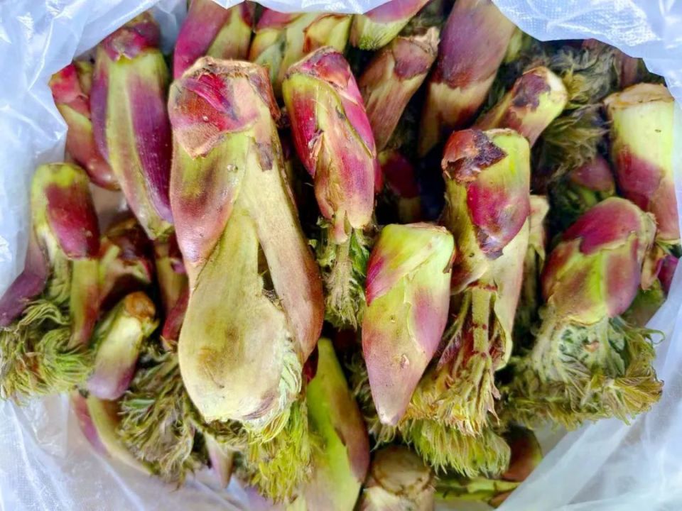 天全春日限定美食——"山野菜之王"刺龙苞
