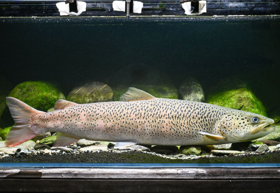 国家一级保护动物川陕哲罗鲑实现全人工繁殖