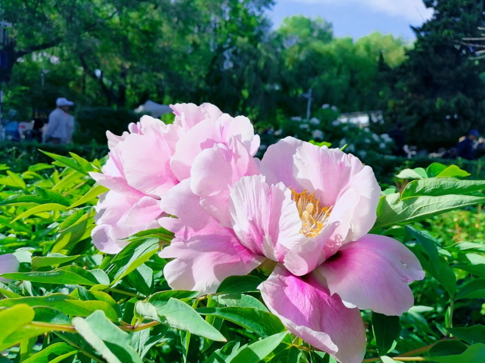 群花争艳时,惊艳到我了