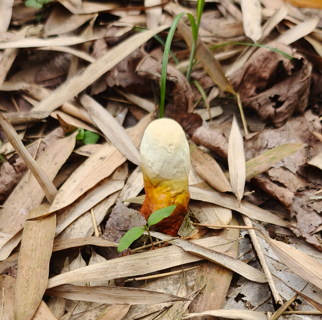 传统滋补品,95后00后为啥也爱买?