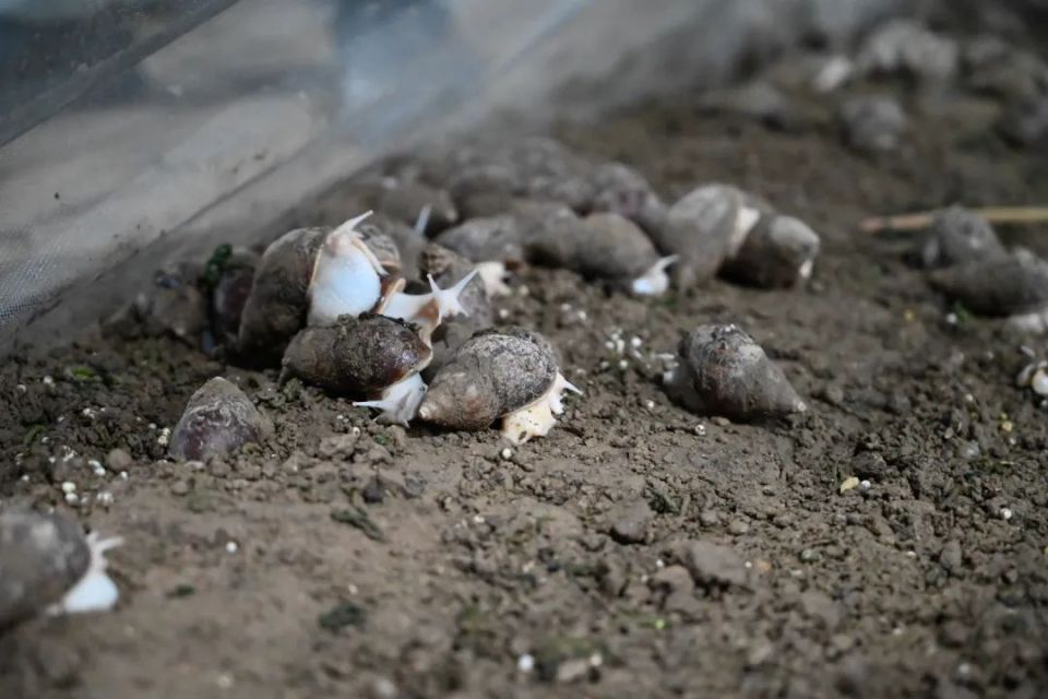润玉生物科技有限公司合作进行商品级白玉蜗牛室外自然环境下养殖试点