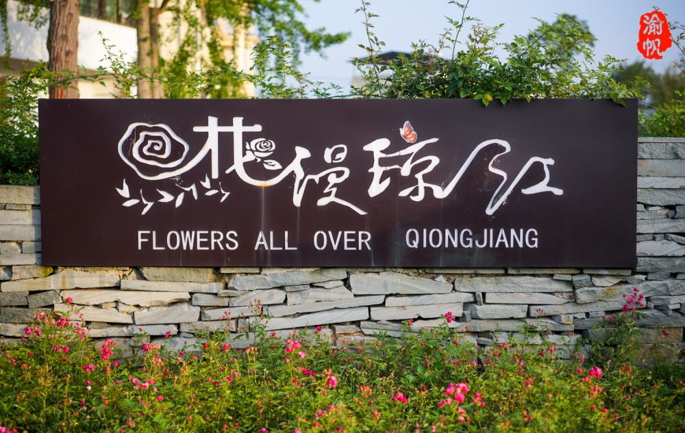 何必去网红景区挤人海,潼南这片玫瑰花海景美人少,还免费开放