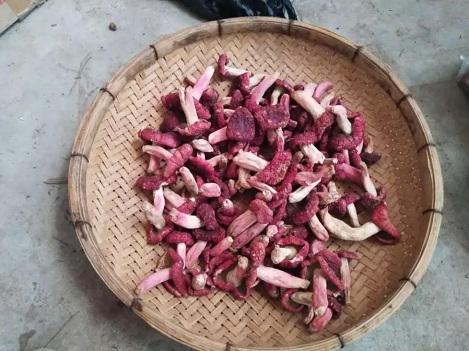 这种"红伞伞,白杆杆",常年卖千元1斤,至今仍无法人工种植