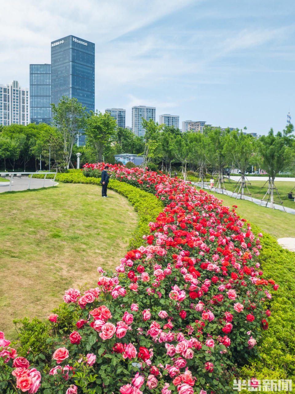 月季花绽放海滨,海之恋公园美翻了!