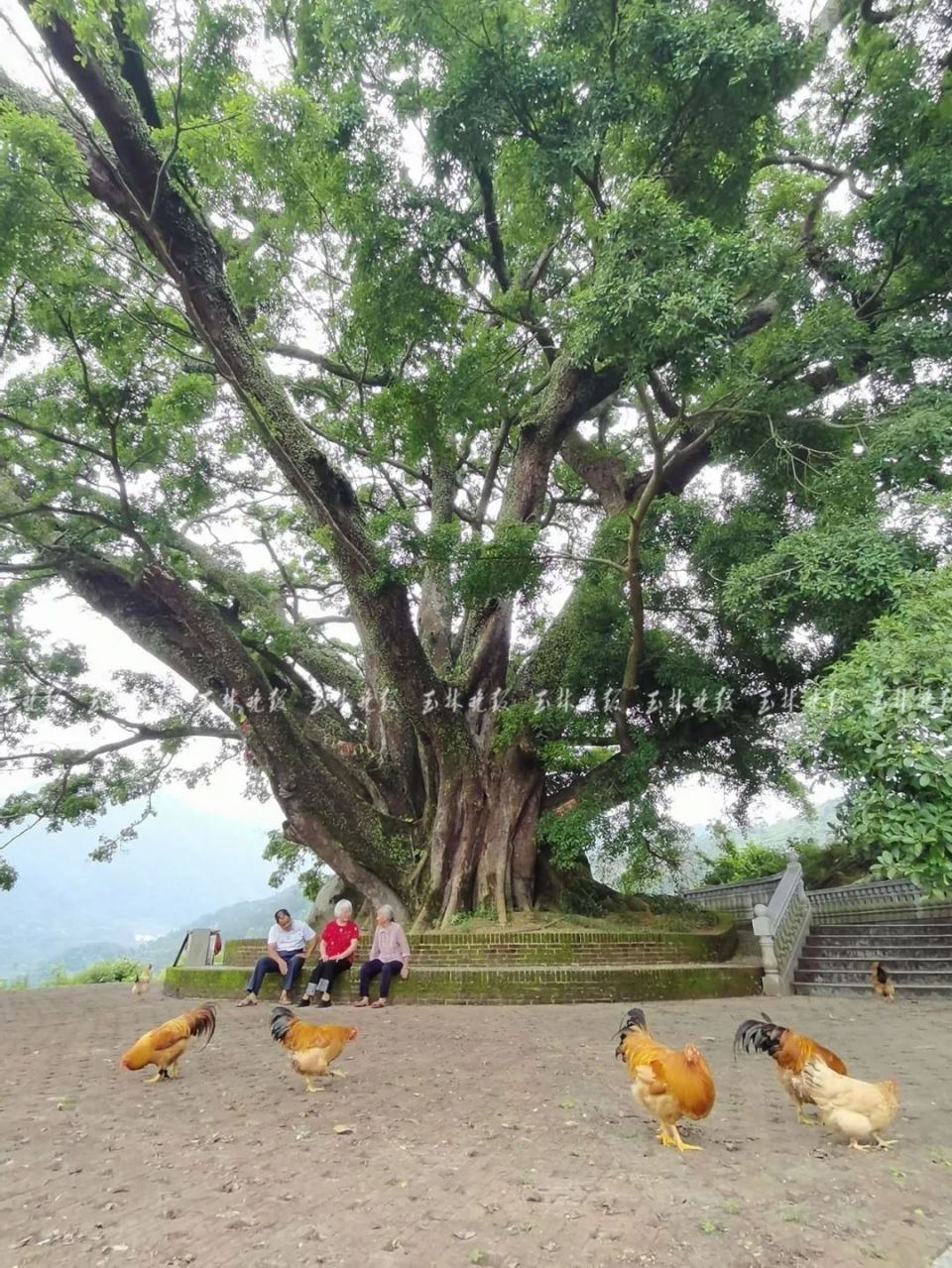 玉林这里藏着一棵1500年的古榕树