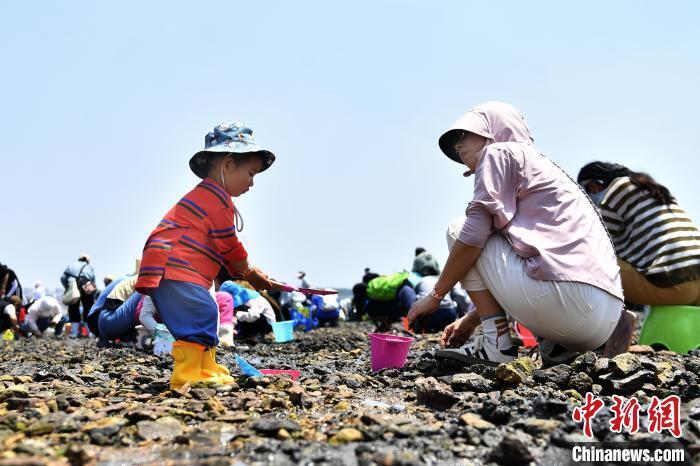 山东青岛:"蛤蜊节"上体验赶海野趣