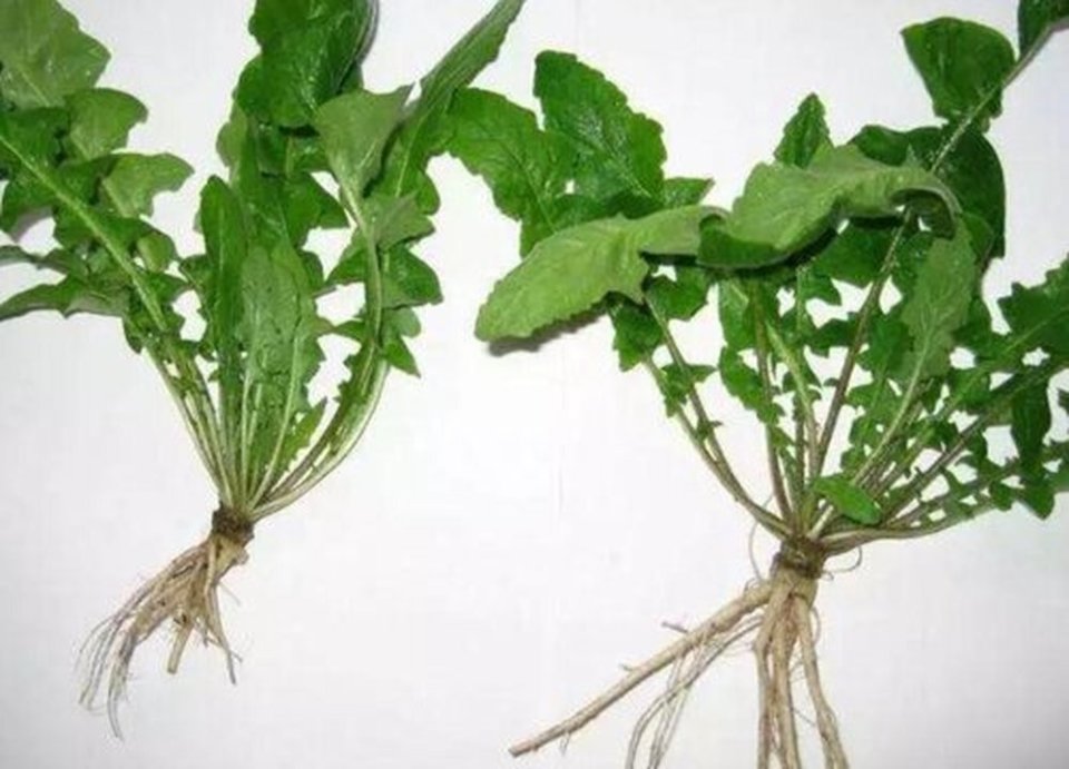 喜嚼荠菜根温故