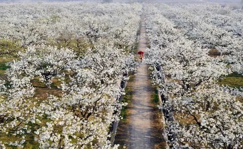 春游江淮 | 踏春寻味,何不开启一场"春花浪漫 驾游