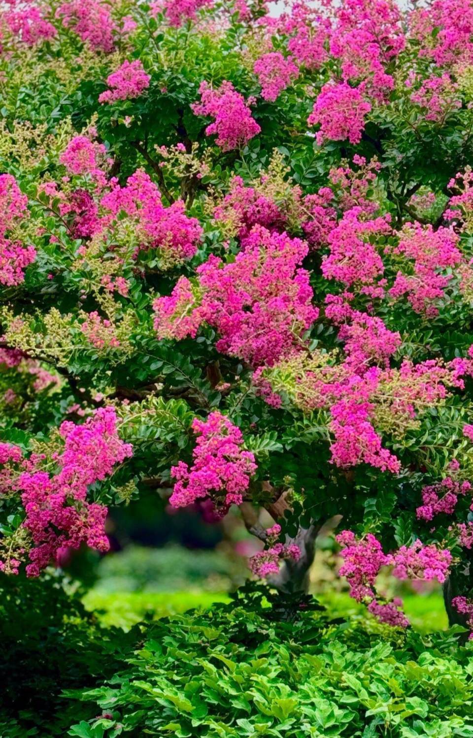 组图|"独占芳菲当夏景 不将颜色托春风" 泰山岱庙园中紫薇花盛开