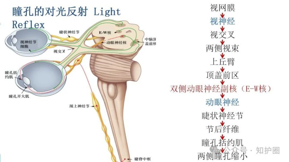 目前,临床上观察瞳孔的方法主要靠肉眼观察,主观判断其有误差,且护士