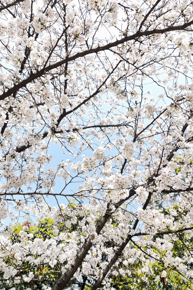 早安洪山 · 武大樱花绽放