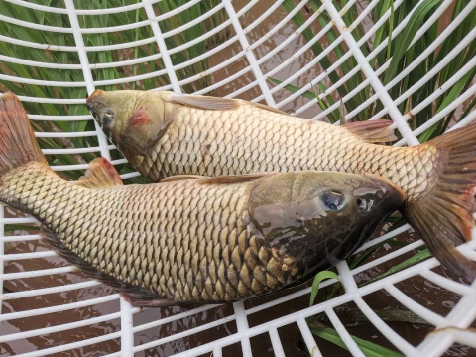 稻花香,稻鱼壮,兴文这儿的稻田鱼真巴适!