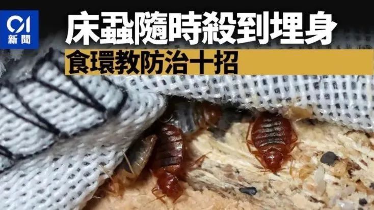 床虱大爆发!藏在床垫,坐垫,沙发里的危害,我们能做些什么?