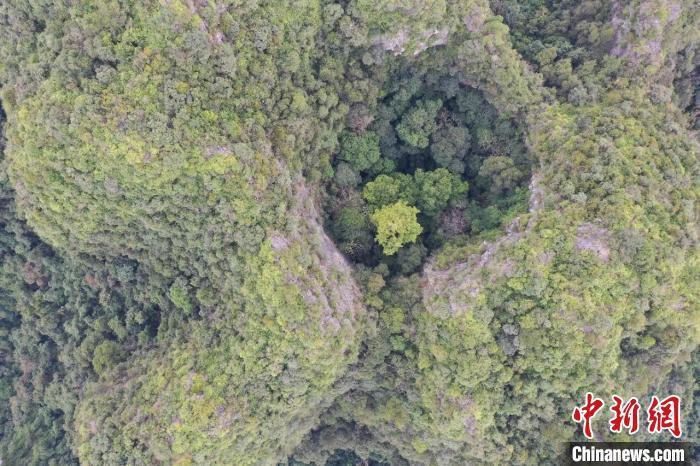 南烛树（南烛树种植技术） 第3张