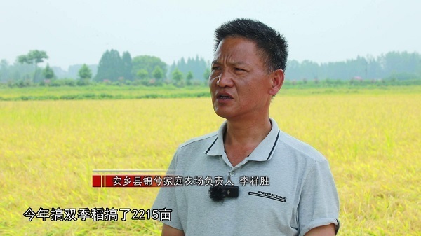 在安乡县三岔河镇锦兮家庭农场的早稻田里,沉甸甸的稻穗早已压弯枝头