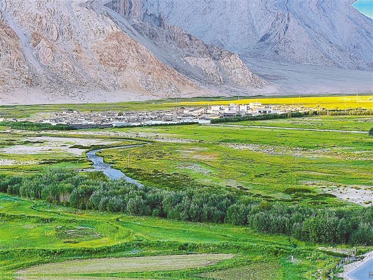 "班公柳之乡"——日土县热角村:苗圃产业兴 村民腰包鼓