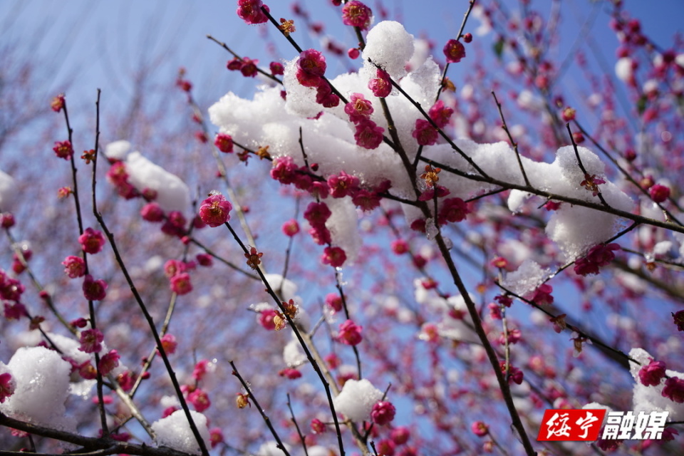 绥宁:傲雪寒梅俏枝头 赏花留影醉游人