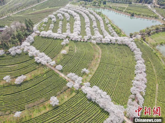 江西南昌凤凰沟千亩樱花盛开正娇艳游人踏春赏美景