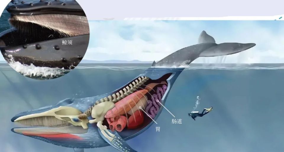 蓝鲸肚子知多少好不容易逃离了带腐蚀性液体的小室,你进入