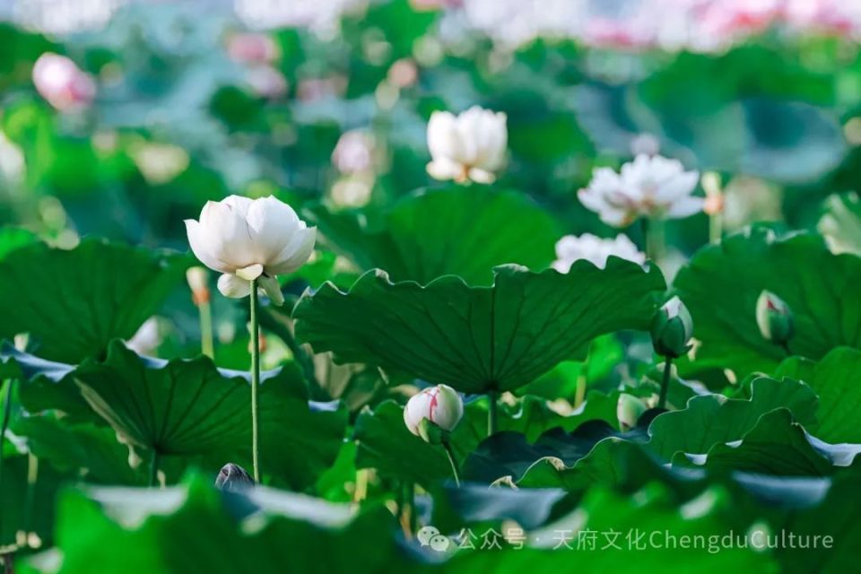 在文化公园看了场世界荷花大赛,年轻人为自己的莽撞道歉