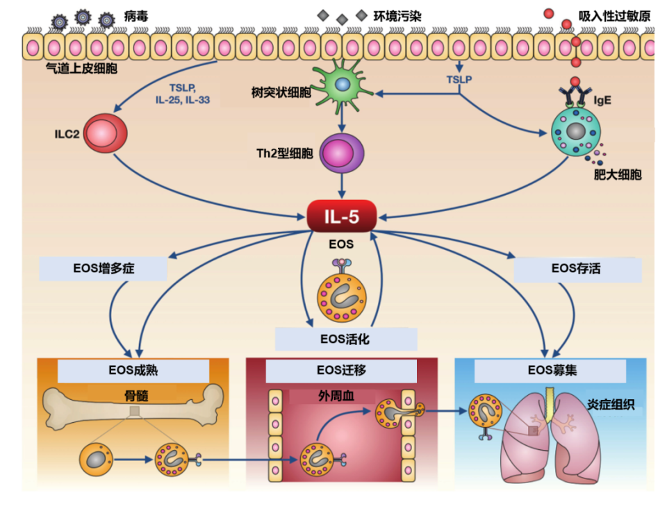聚焦嗜酸性粒细胞,探讨哮喘急性发作前沿信息
