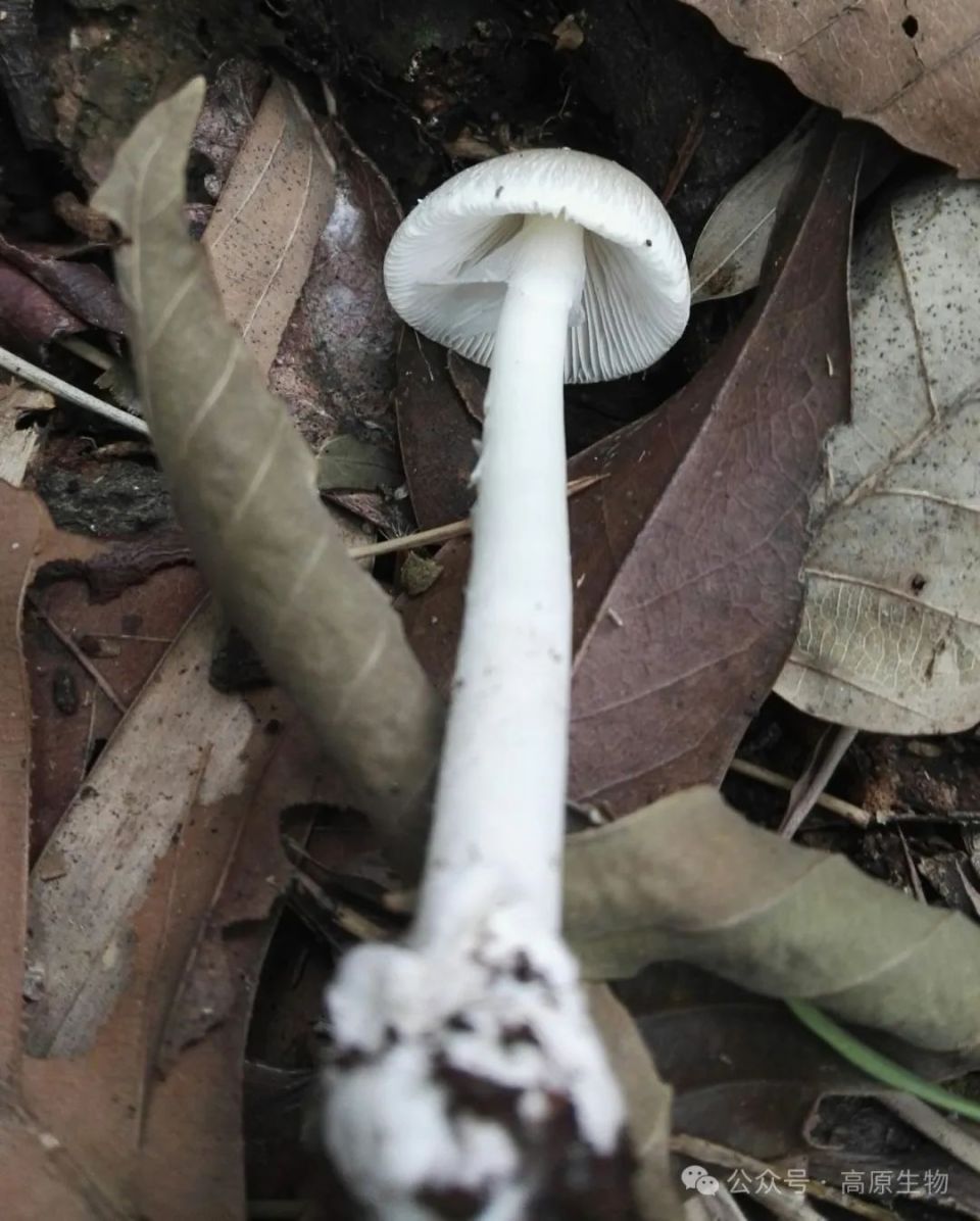 “红伞伞，白杆杆”，毒蘑菇，请绕行！_腾讯新闻