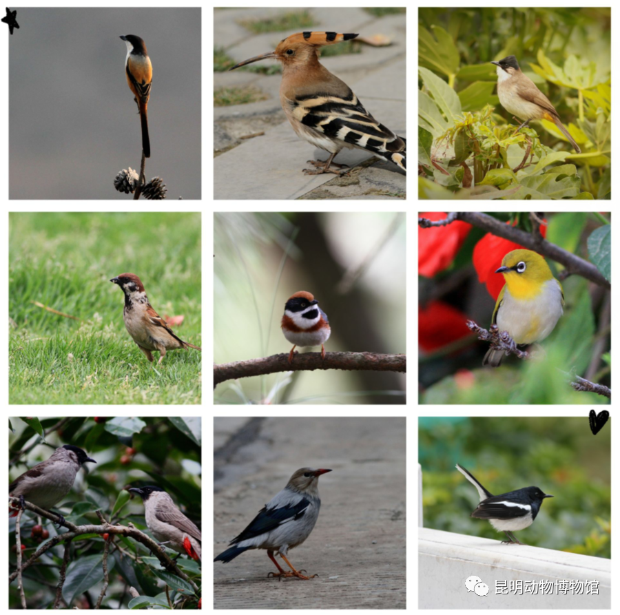 授课老师简介博士,中国科学院昆明动物研究所助理研究员,从事鸟类学