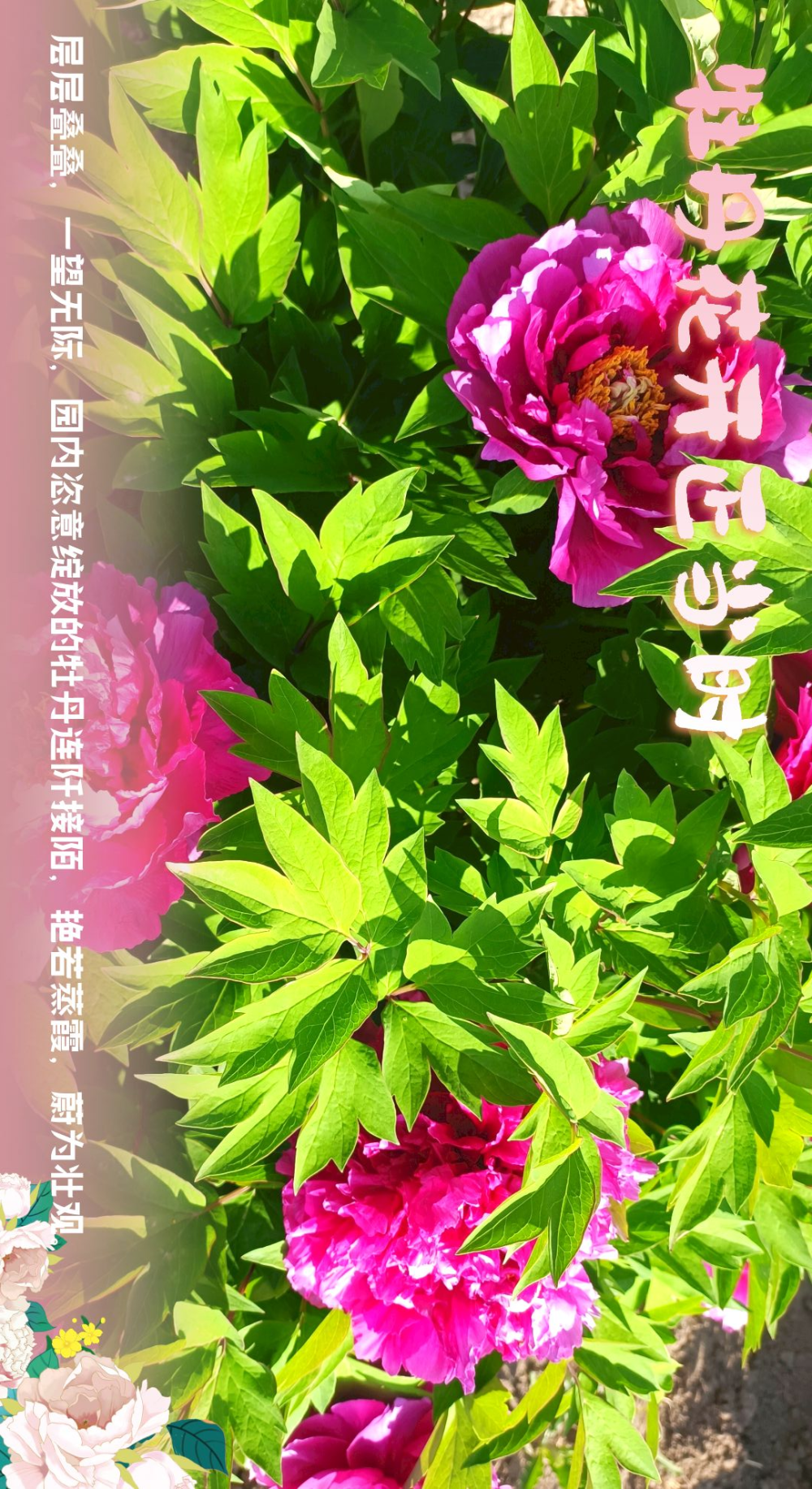 来亚心花海主题乐园,共赏"国色天香"