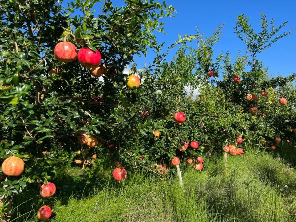 程海湖畔:累累硕果丰收情,最是九月石榴红_腾讯新闻