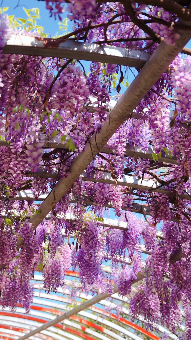 像是在害羞垂下的花朵却是校园别样的风景默不作声的紫藤花入镜的是花
