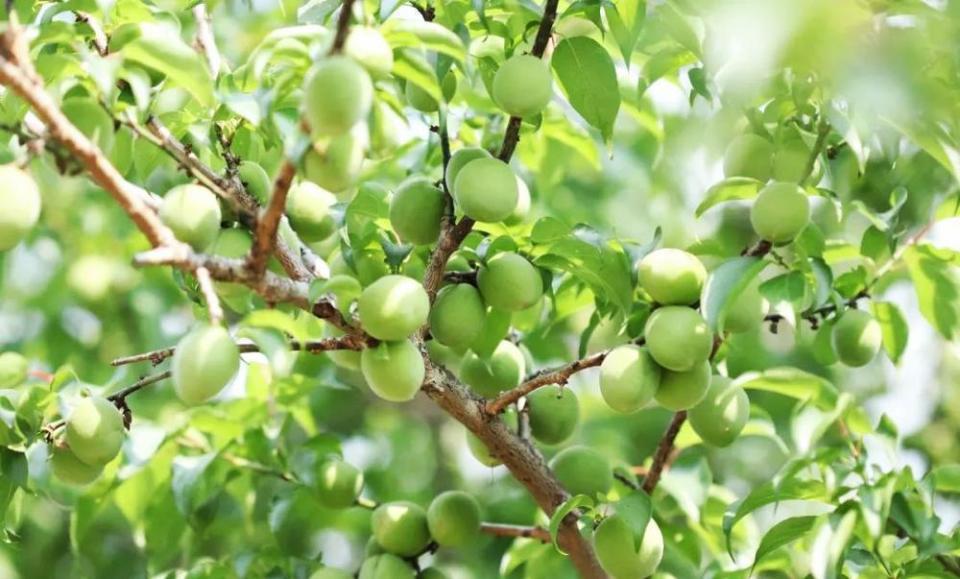 作为有名的"青梅村",现在的良口镇磻溪村村道两旁,漫山遍野都是郁郁