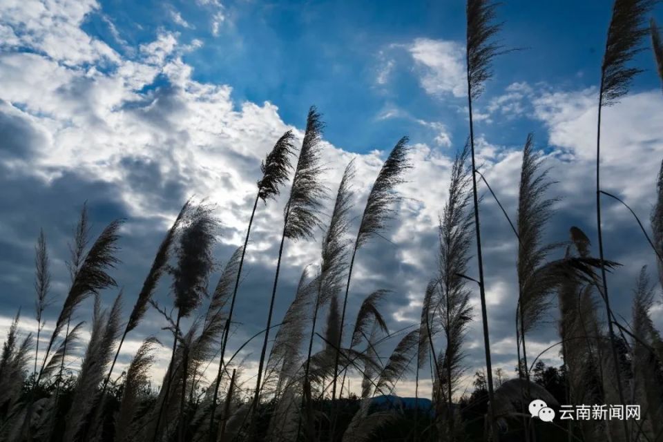 行摄云南宝丰湿地风景如画