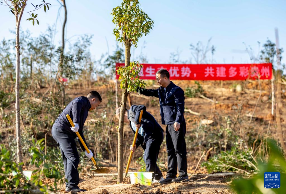 栽树的照片图片