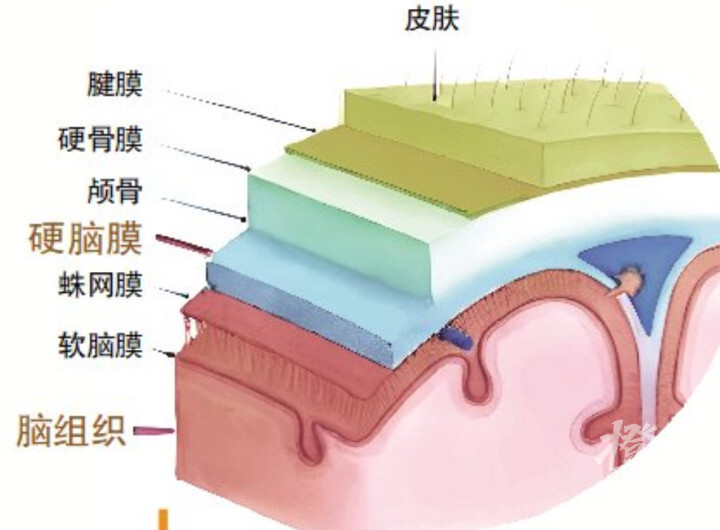 脑膜覆盖在大脑外面,起到支持和保护大脑的作用