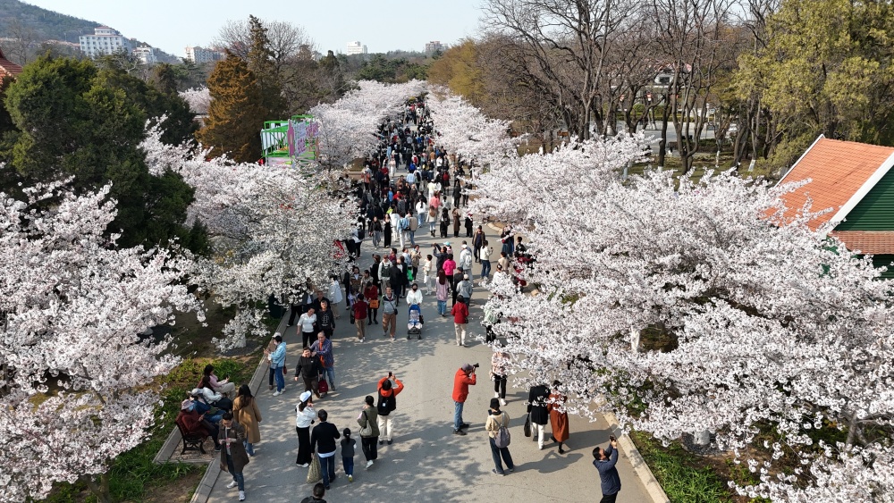 中山公园樱花盛开已渐入佳境邀市民乘公交赴浪漫之约