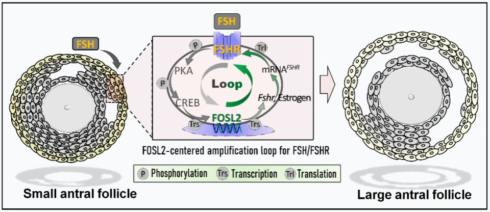 卵泡发育的“加速器”——FOSL2被华中农大动科动医学院动物繁殖研究团队发现_腾讯新闻