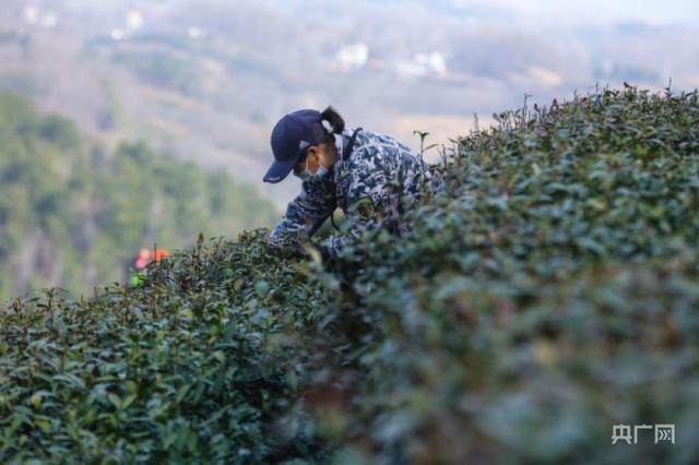 河南信阳光山春到茶山采茶忙