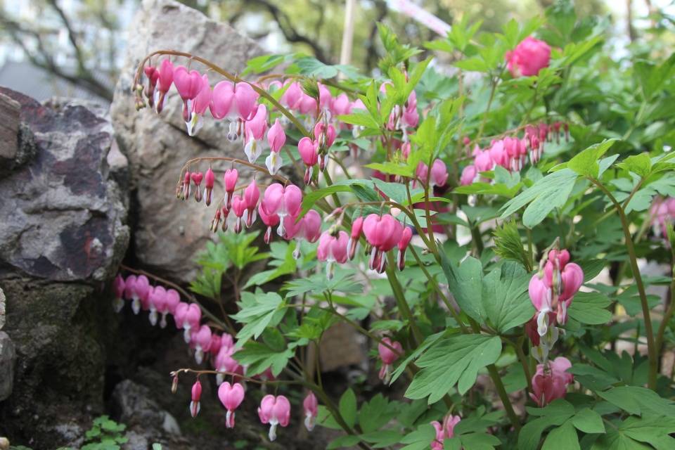 汉阳公园牡丹开了罕见荷苞牡丹首次亮相