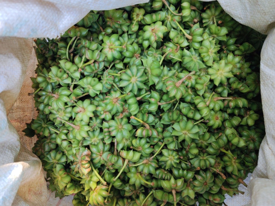 云南新平:八角飘香 群众采摘忙